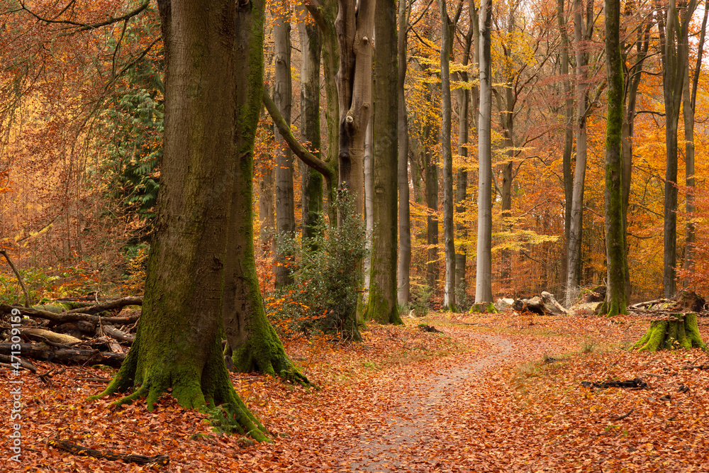 Autumn forest with colorful leaves on the trees