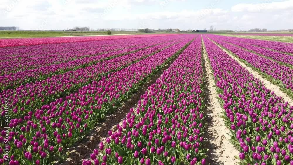 Flying drone above pink tulip flowers fields in Netherland in spring Flying drone above pink tulip flowers fields in Netherland in spring