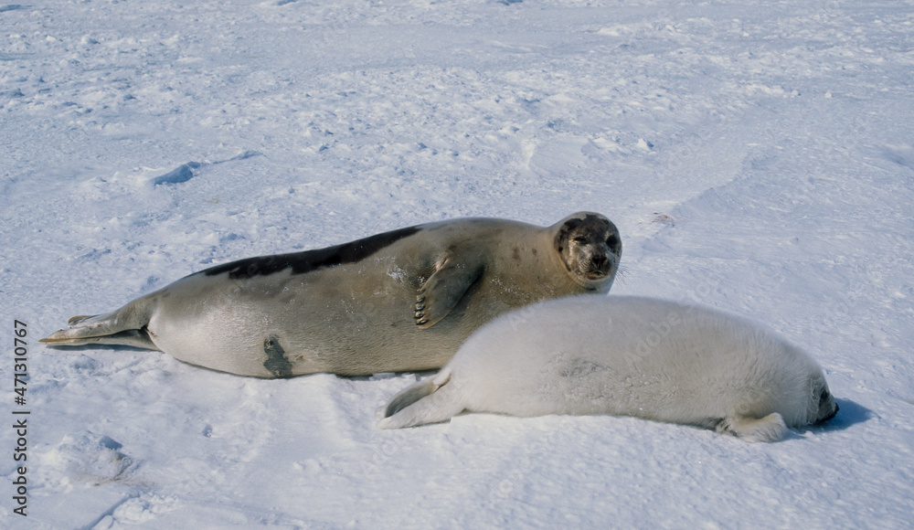 Obraz premium Phoque du Groenland, femelle et jeune, Pagophilus groenlandicus