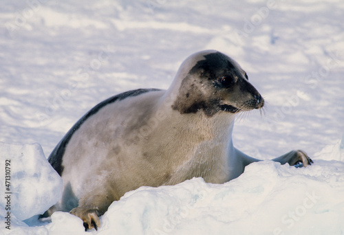 Phoque du Groenland, femelle , Pagophilus groenlandicus photo