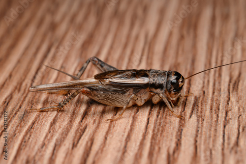 Close-up shot of a cricket jumping on a wooden table to play with the lights.