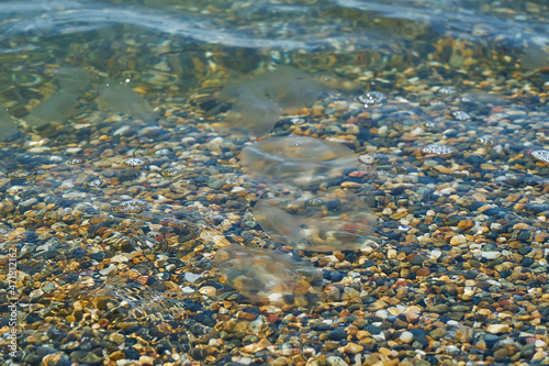 Small sea jellyfish. Jellyfish swim in sea water.