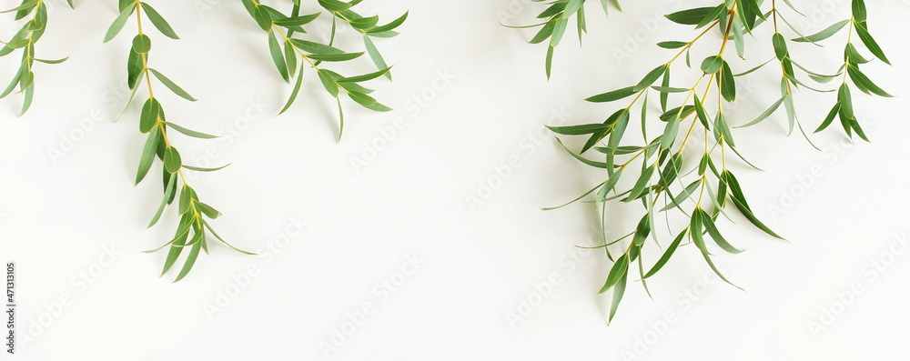 Eucalyptus branches frame top view on a white background banner.  copy space. floral card