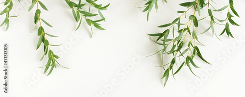 Eucalyptus branches frame top view on a white background banner. copy space. floral card