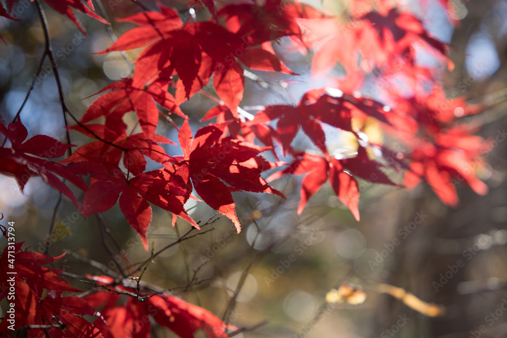 Autumn leaves in lovely color