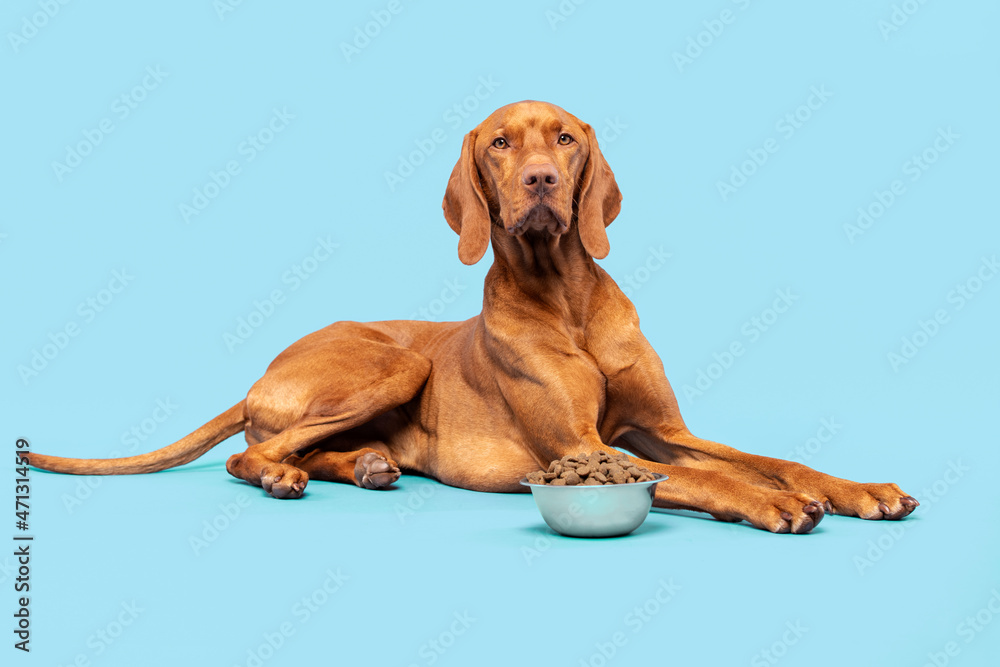 Dog food studio shot. Vizsla dog with bowl full of kibble isolated over pastel blue background. Dry pet food concept.