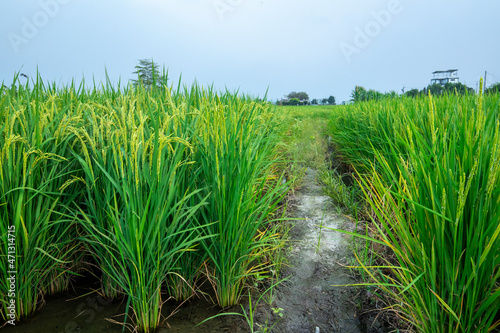 Taiwan, south, countryside, blue sky and white clouds, green, rice fields