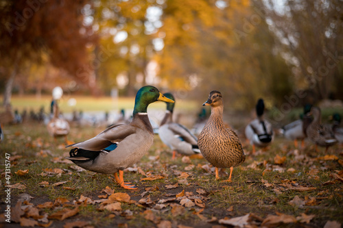couple de canards col-vert dans un parc