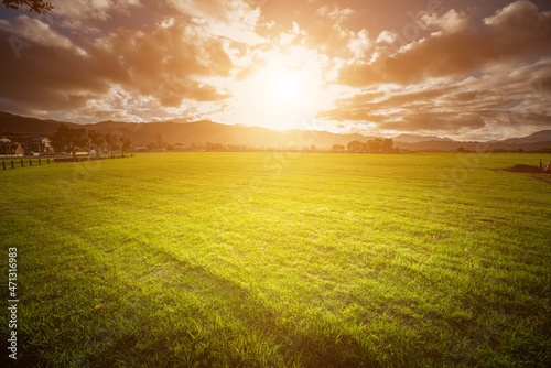 Panorama of a summer green meadow at sunrise