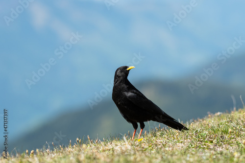 Alpine Chough on a sunny day in the Austrian Alps