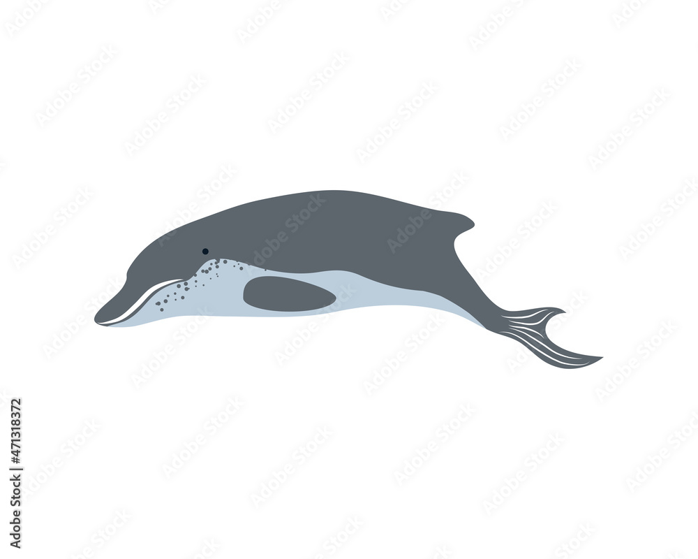 dolphin sea life dolphin sea life