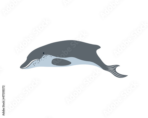 dolphin sea life