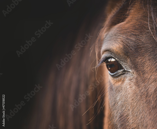 Arabian horse portrait. Close up head of a brown horse  beautiful mane eye. Pure Arabian blood Polandclose up