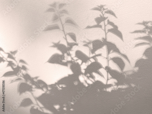 Abstract Shadow. blur texture background. gray leaves that reflect concrete walls on beige concrete wall..