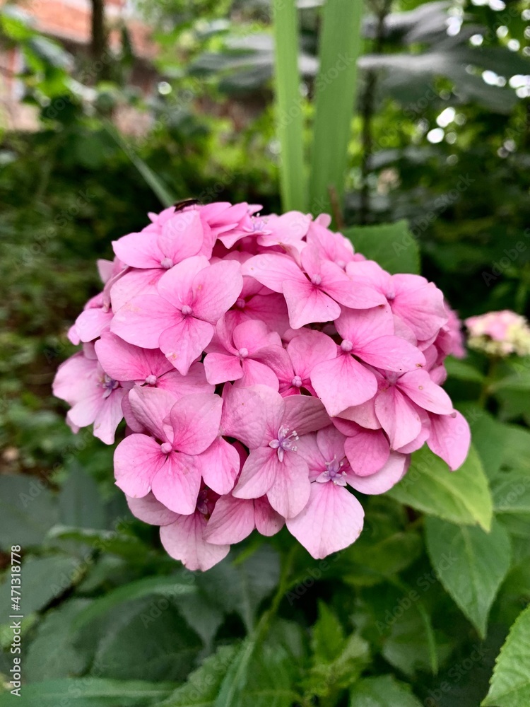 pink hydrangea flower