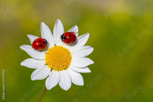 Two ladybirds, Coccinella septempunctata on a daisy.