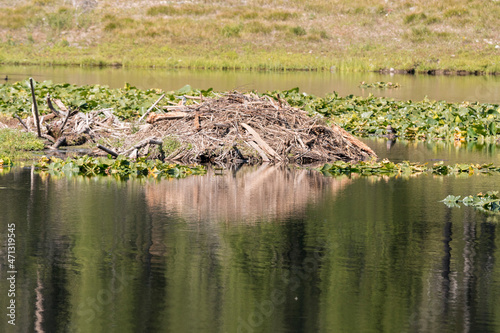beaver's den on swan lake in teton national park in Wyoming
