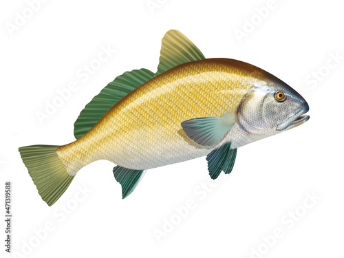 poisson, corbeau de mer, corbe , isolé, aliment, animal, blanc, pêche, frais, brut, sain, ailette, eau douce, nature, attraper, fleuve, blatte, fruits de mer, argent, queue, viande, écaille, fond bla