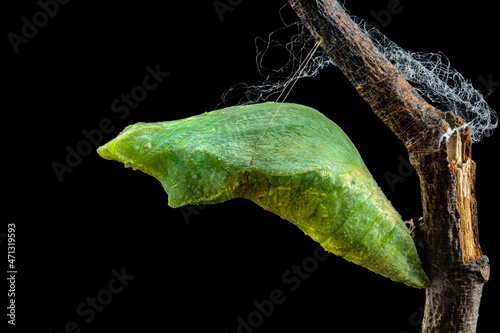 The pupa stage of Lime Butterfly (Papilio demoleus malayanus Wallace, 1865) on brown branch with black background in Thailand. .The Third Stage of Pupa (Chrysalis)stage of a butterfly’s life cycle.
