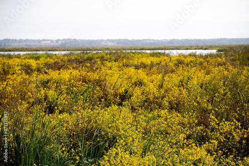 burr merigold fields photo