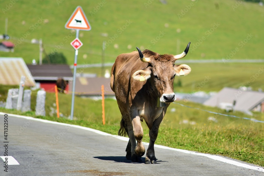Cow crossing road Photos | Adobe Stock