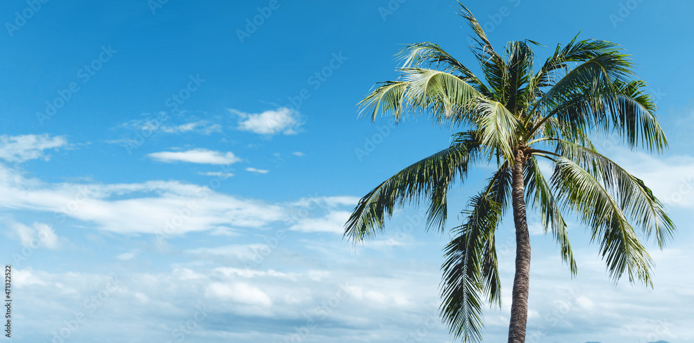 Palm tree with blue cloudy sky in the background. Green leaves exotic summer. Good weather vacation landscape. High tree paradise island. Empty copy space sunny travel.