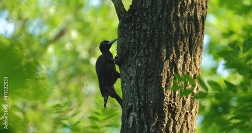 The black woodpecker or Dryocopus martius on the tree