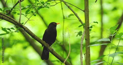 The common blackbird or Turdus merula on the tree