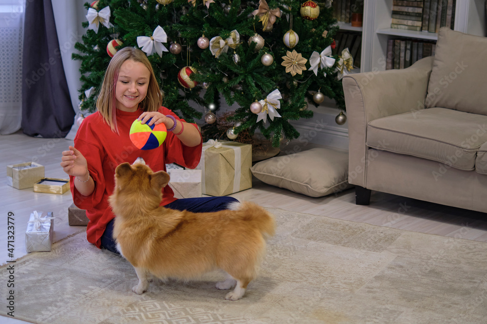Little corgi dog with two teenage girls playing and having fun. Christmas tree in the background. soft selective focus