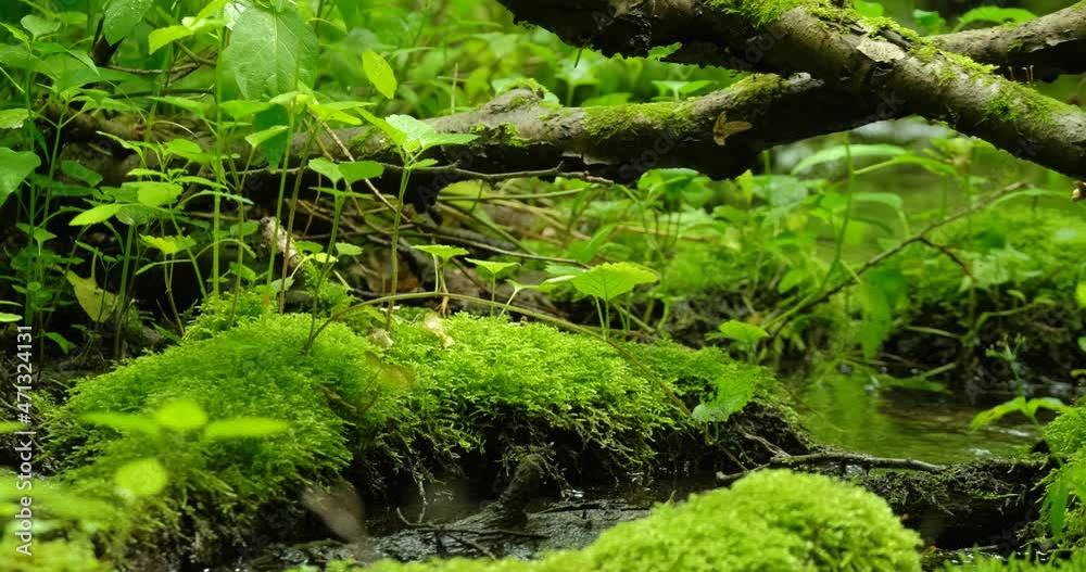 Beautiful stream in the forest with stones and moss Beautiful stream in the forest with stones and moss