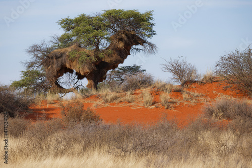 Siedelweber Nest in der Kalahari photo