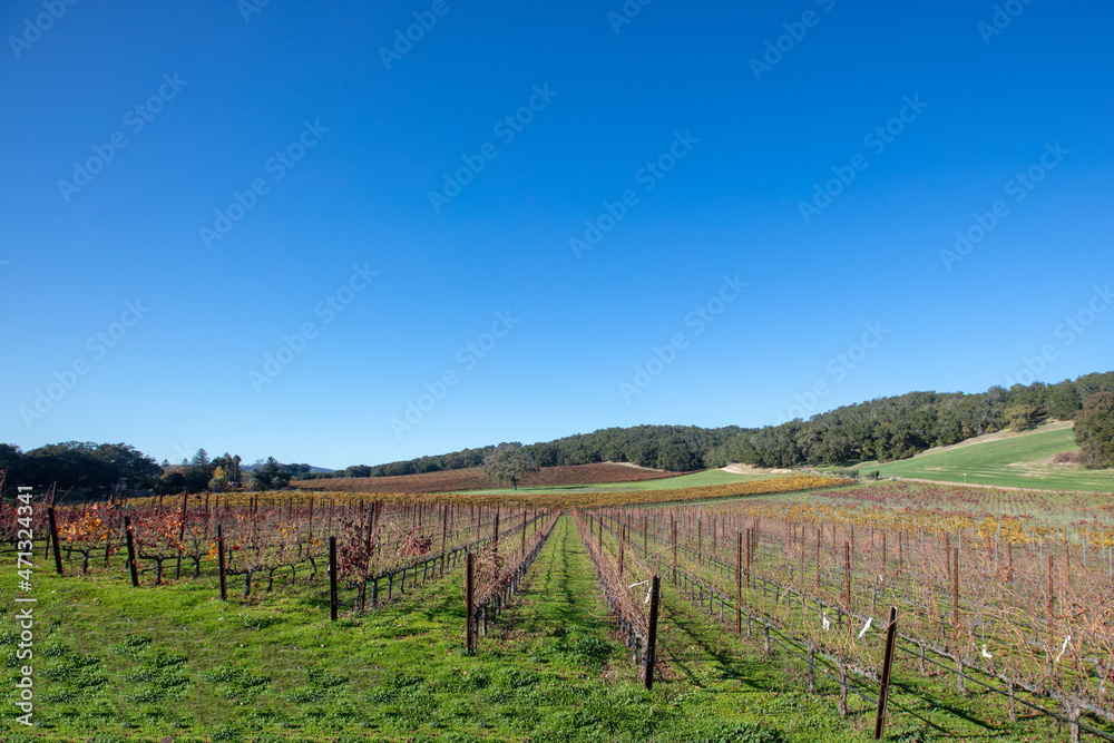 Vineyard in rolling hills during afternoon sunlight