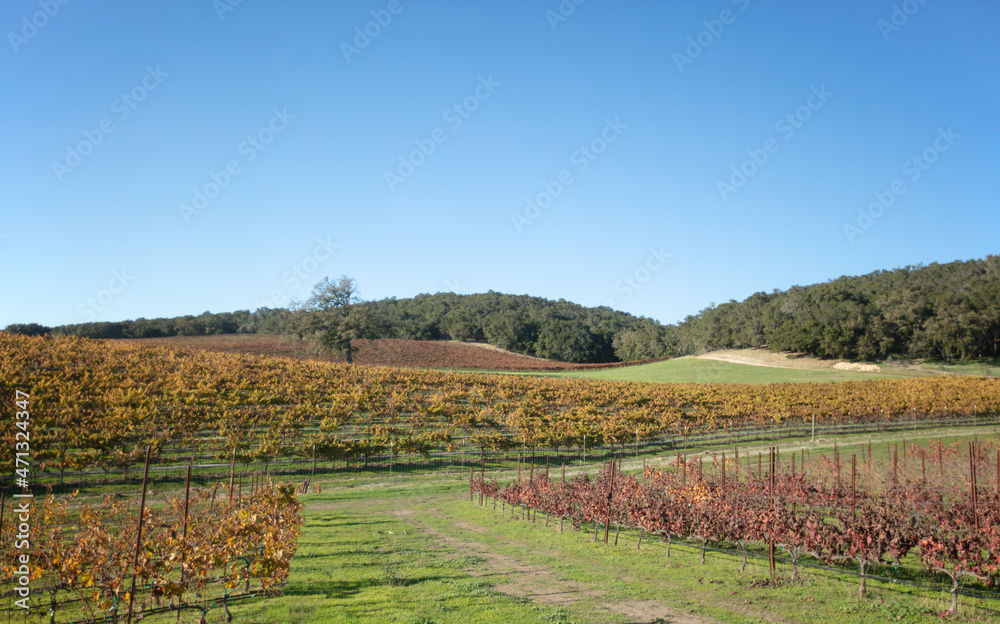Winery Vineyard in rolling hills during afternoon sunlight