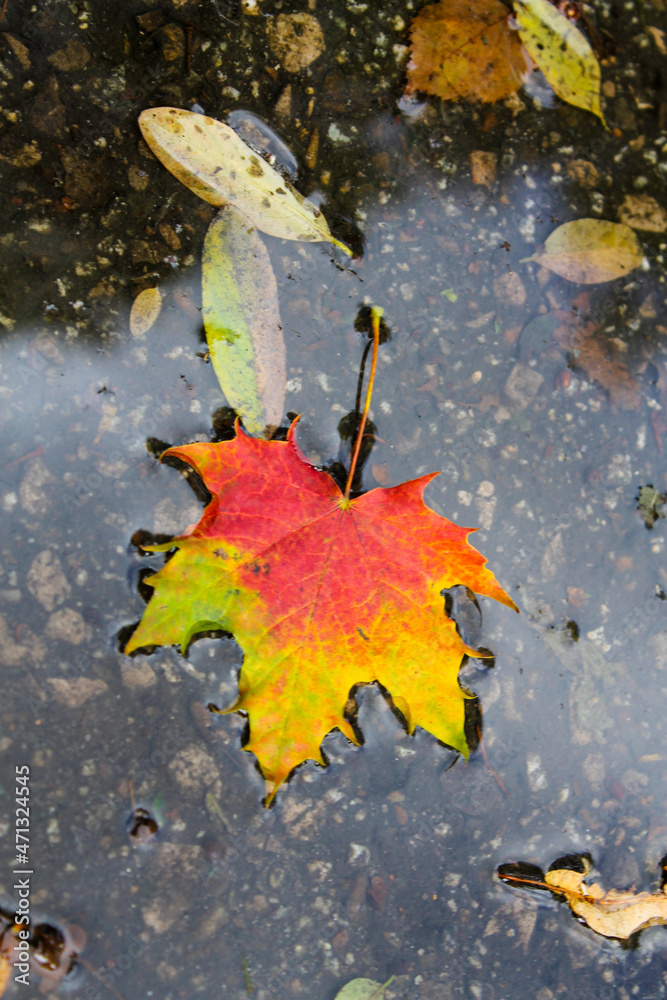 autumn leaves on water autumn leaves on water