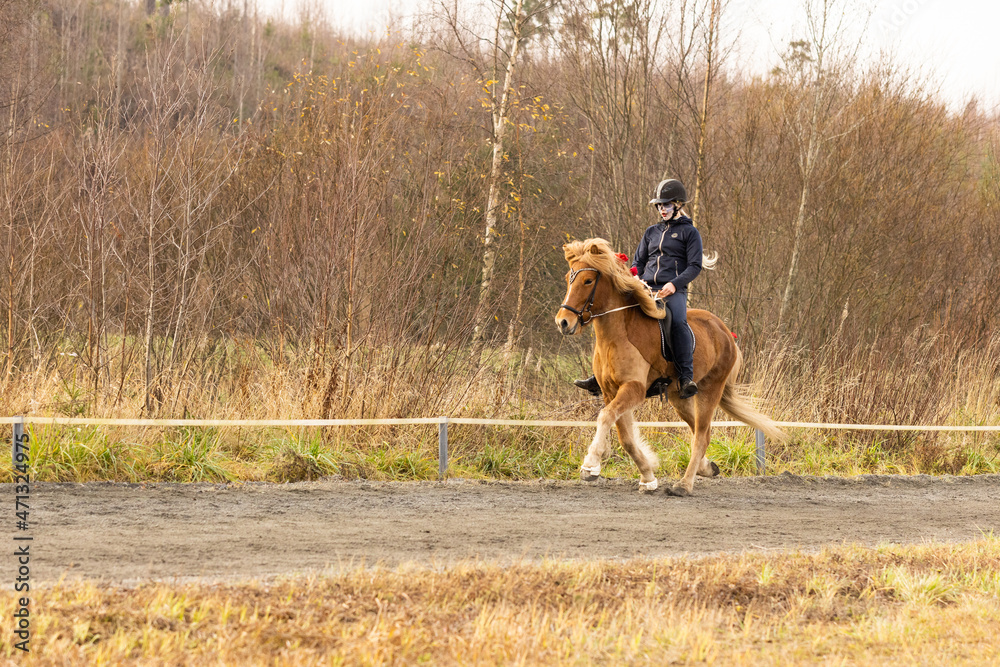 Halloween Día de los Muertos rider on Icelandic horse. RIder with skeleton mask on horse Halloween Día de los Muertos rider on Icelandic horse. RIder with skeleton mask on horse
