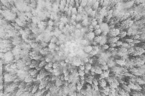 Winter Karelia. Trees in the snow.