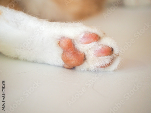 猫の白い足と肉球