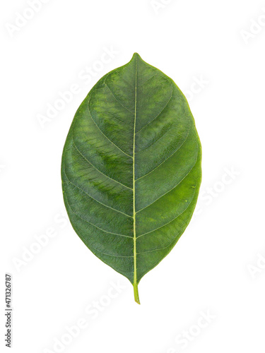 a leaf of jackfruit on a white background with clipping path.