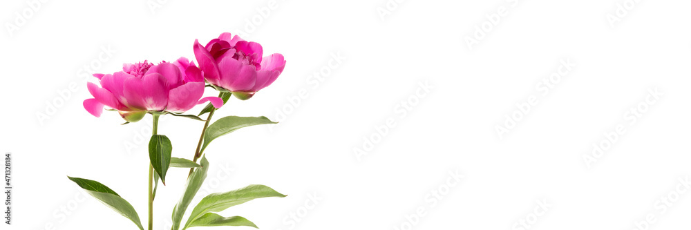 Two pink peonies isolated on white background. Floral wide panoramic banner design Two pink peonies isolated on white background. Floral wide panoramic banner design