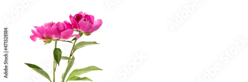 Two pink peonies isolated on white background. Floral wide panoramic banner design