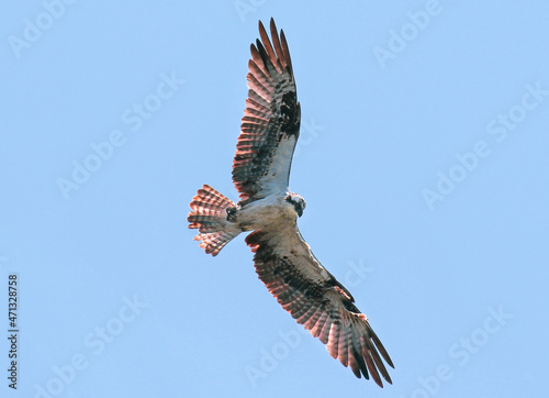 A backlit image of an Osprey hovering in flight, with large open wings and fanned tail feathers illuminated by the sun at its backside.