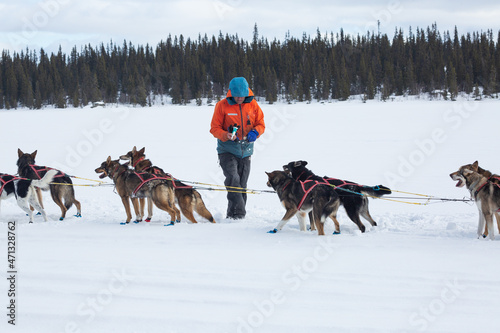 Musher with sled dogs traveling in lapland