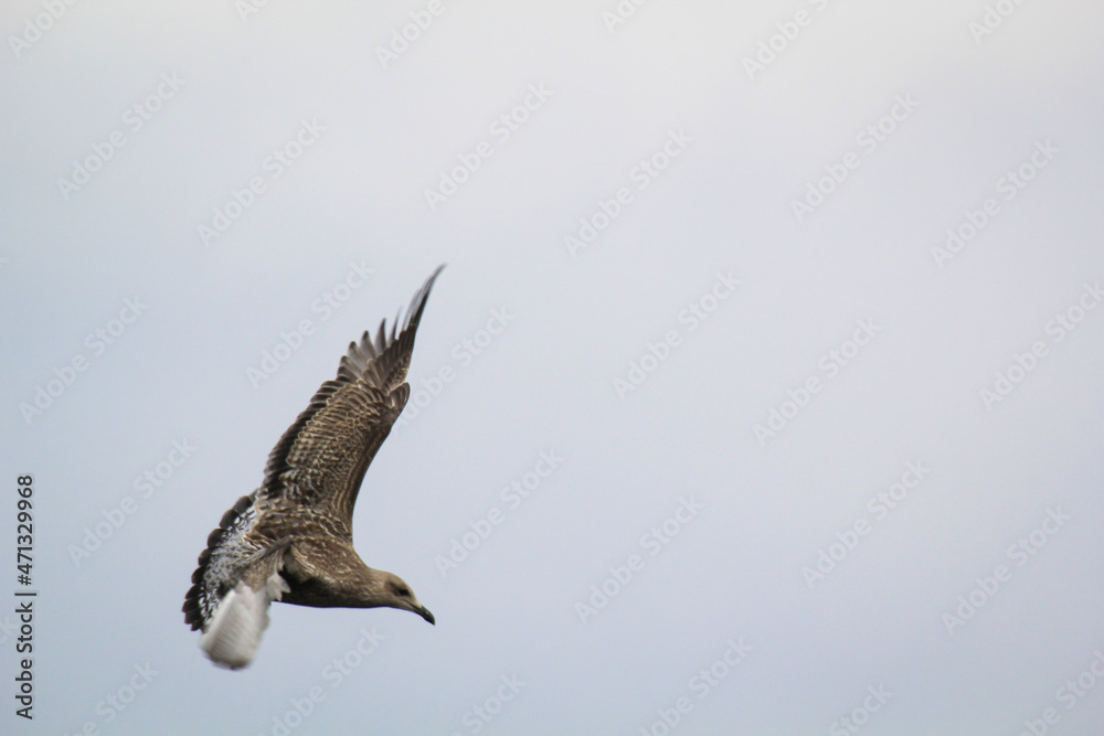 Fototapeta premium Portrait einer Mantelmöwe, Möwe an der Ostsee.