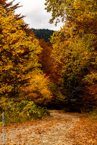 Forest path covered by golden and orange autumn leaves