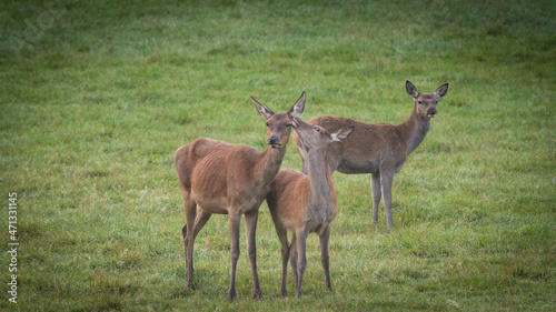 Deer and the baby 