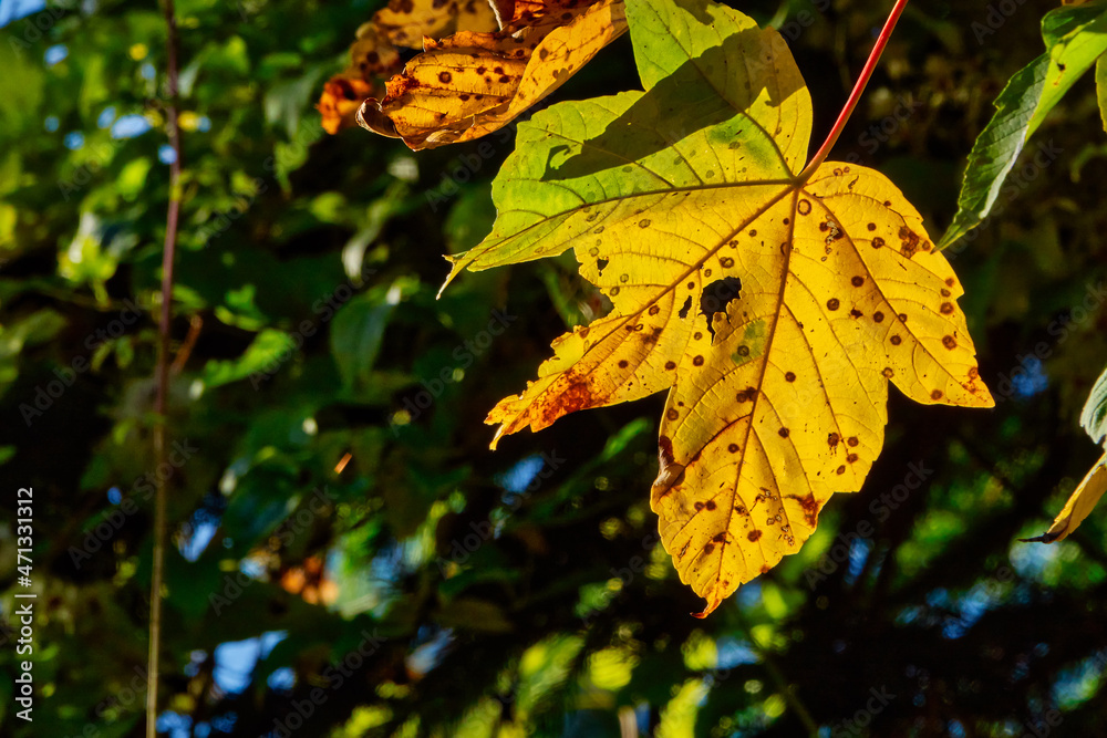 Obraz premium Close-up of a yellow leaf in autumn