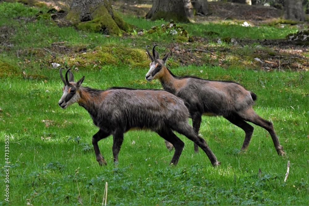 Chamois (Rupicapra rupicapra), Neuchâtel, Suisse. Chamois (Rupicapra rupicapra), Neuchâtel, Suisse.