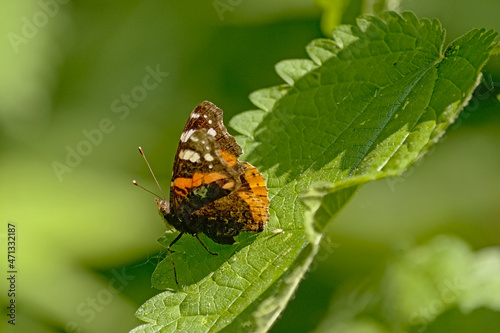 Red admiral butterfly in the sun on a nettle plant, selective focus with bokeh background - Vanessa atalanta 