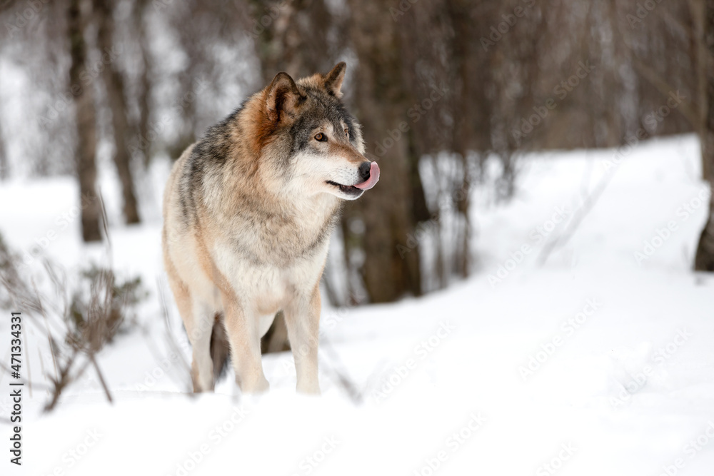 Fototapeta premium Canis Lupus licking snout while strolling on snow