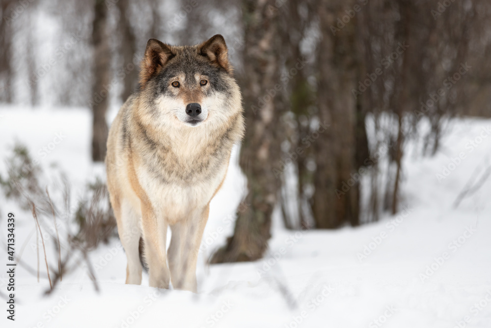 Naklejka premium Portrait of Eurasian Canis Lupus standing on snow